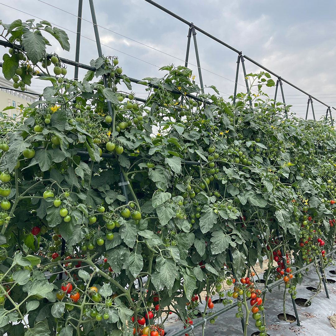SOGA 120X90cm Plant Frame Tube Trellis Vegetable Flower Herbs Outdoor Vine Support Adjustable Garden Rack - PlantTube2M - Garden - 9 - AU DEPOT SOGA Buy SOGA 120X90cm Plant Frame Tube Trellis Vegetable Flower Herbs Outdoor Vine Support Adjustable Garden Rack Online - Garden - 9 - AU Depot Free Shipping