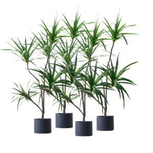 Buy SOGA 4X 180cm Realistic Artificial Dracaena, Rubberised Silk Cloth + Iron Wire, Home Decor Online - Home & Living - 1 - AU Depot Free Shipping