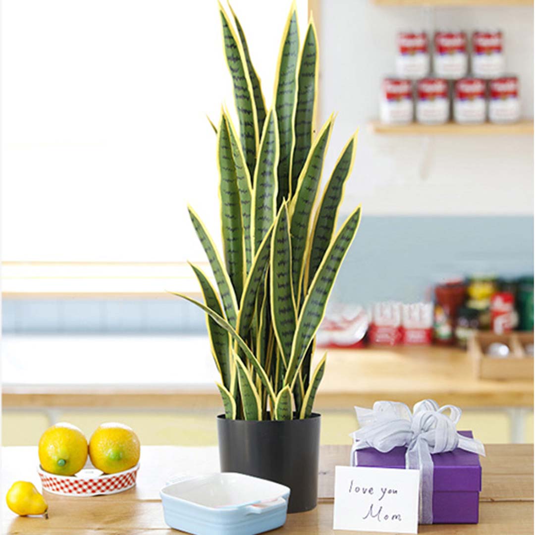 SOGA 50cm Artificial Indoor Yellow Edge Tiger Piran Fake Decoration Tree Flower Pot Plant - APlantFH0119Y - Home & Living - 7 - AU DEPOT SOGA Buy SOGA 50cm Artificial Indoor Yellow Edge Tiger Piran Fake Decoration Tree Flower Pot Plant Online - Home & Living - 7 - AU Depot Free Shipping
